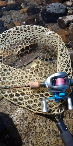 ニッコウイワナの釣果
