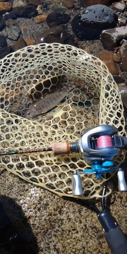 ニッコウイワナの釣果