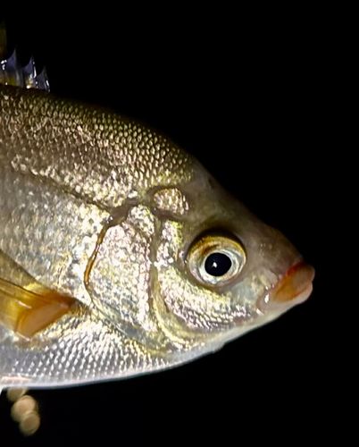 外房で釣れたタナゴの釣り・釣果情報 - アングラーズ | 釣果600万件の