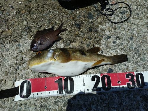 フグの釣果