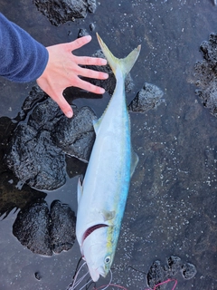 ワラサの釣果