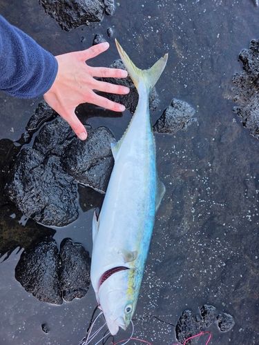 ワラサの釣果