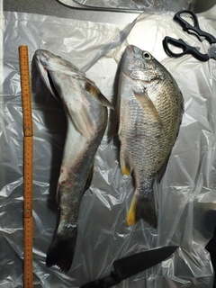 キビレの釣果