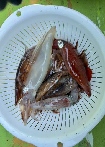 ムギイカの釣果
