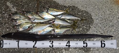 アジの釣果