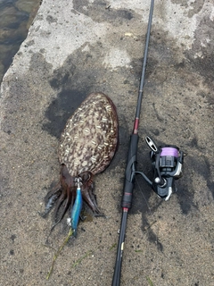 モンゴウイカの釣果