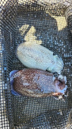 シリヤケイカの釣果
