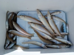 キスの釣果