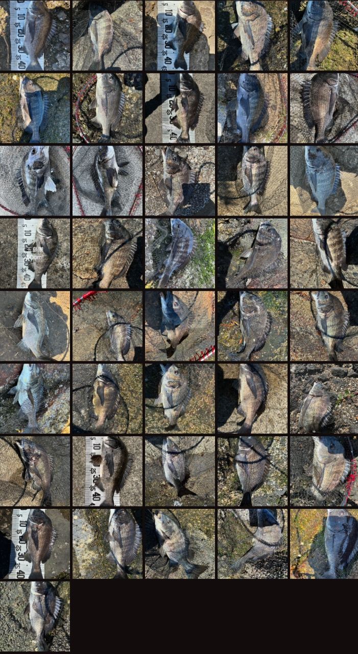 チヌの釣果写真