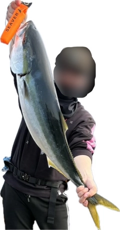 ブリの釣果