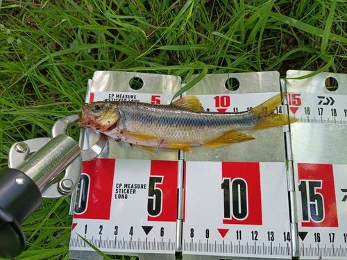 カワムツの釣果