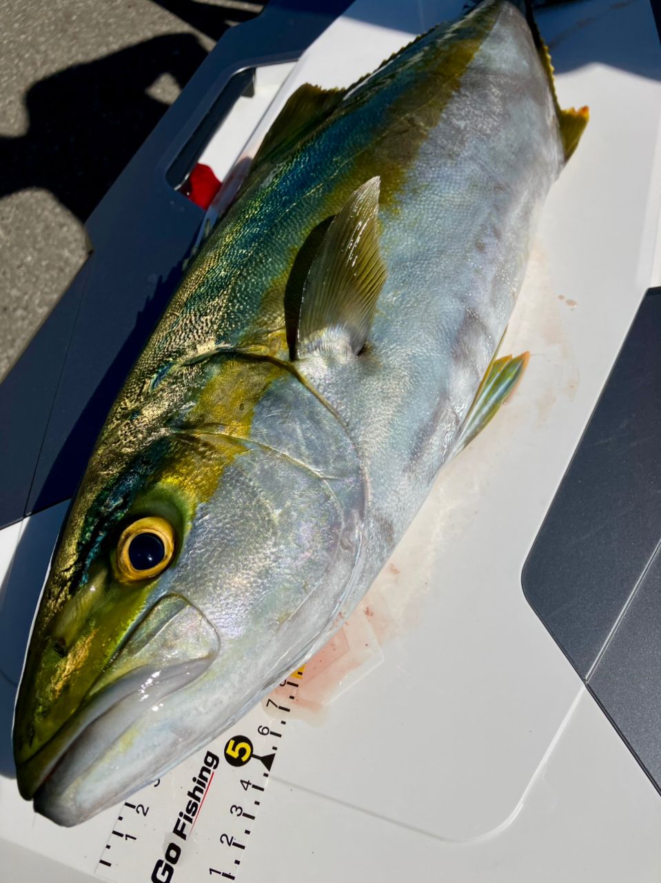MajorCraft NEW フルソリ ライトジギング FSLJ-B64Mの最安値・インプレ