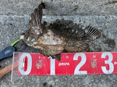 オニオコゼの釣果