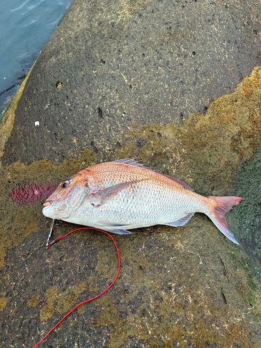 タイの釣果