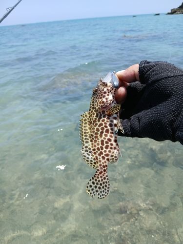 イシミーバイの釣果