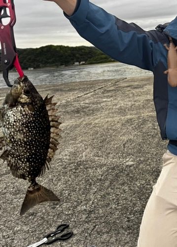 アイゴの釣果