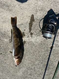 アイナメの釣果