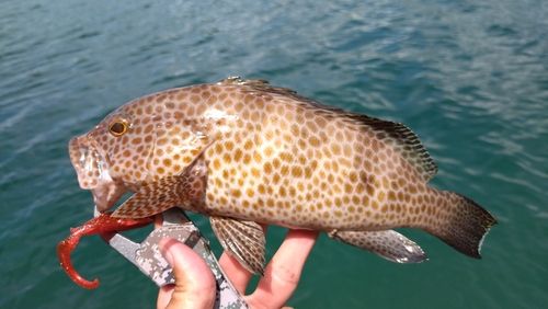 オオモンハタの釣果