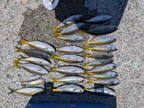 タカベの釣果
