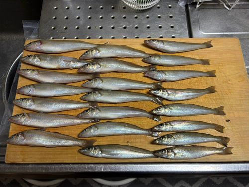 キスの釣果