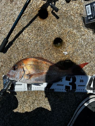マダイの釣果