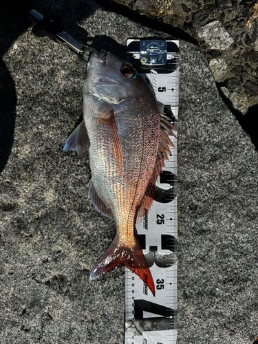 マダイの釣果