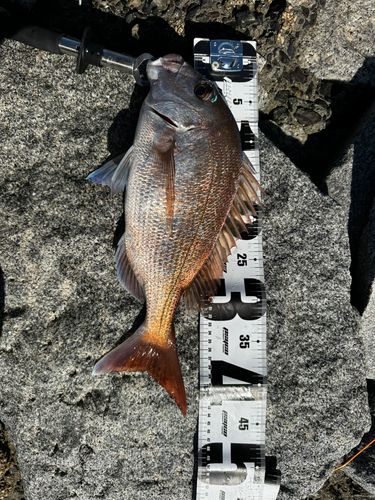 マダイの釣果