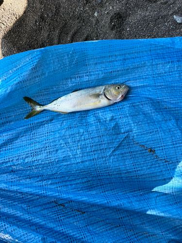 ワカシの釣果