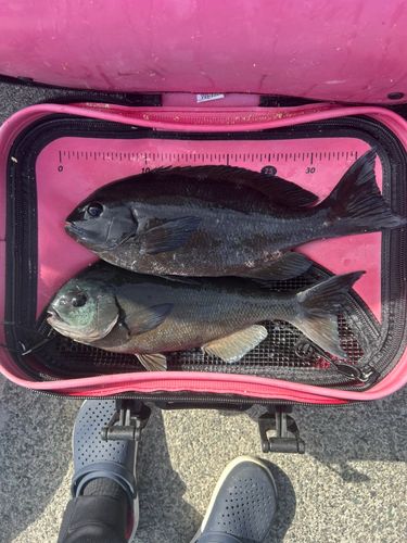 オナガグレの釣果