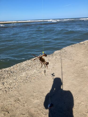 カニの釣果