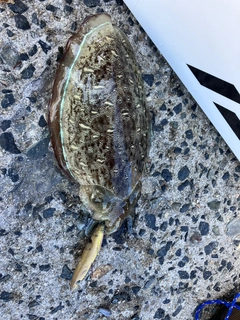 モンゴウイカの釣果