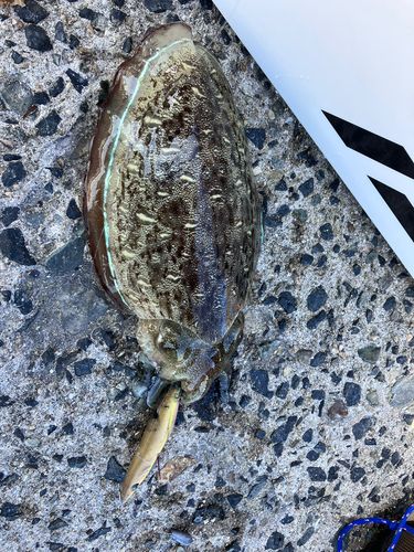 モンゴウイカの釣果