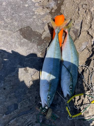 ツバスの釣果