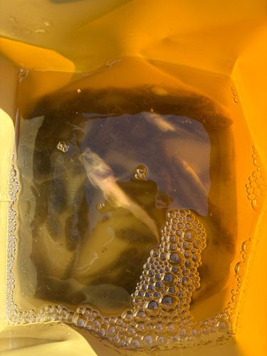 マハゼの釣果