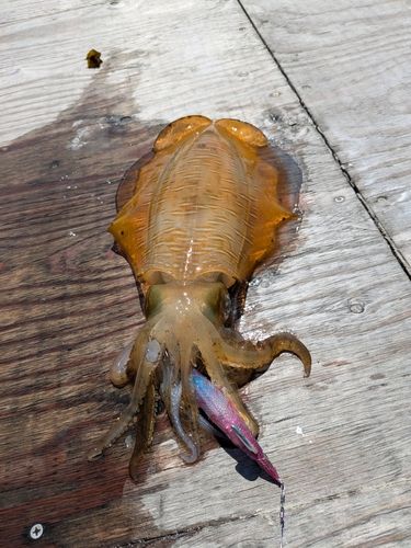 アオリイカの釣果