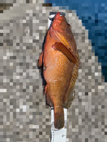 キジハタの釣果