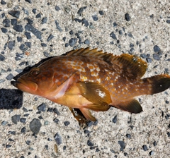 アコウの釣果