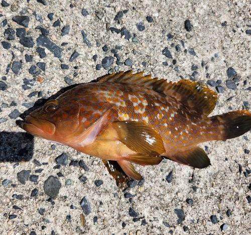 アコウの釣果