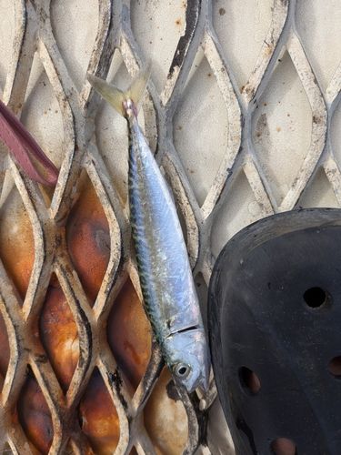 サバの釣果
