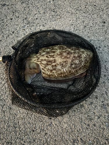 コウイカの釣果
