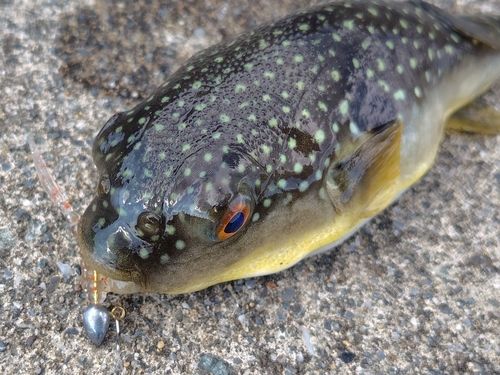 フグの釣果
