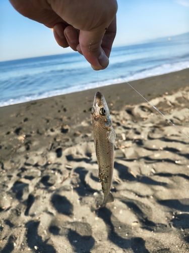 シロギスの釣果