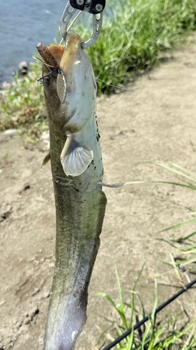 ナマズの釣果