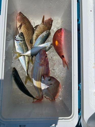 オオモンハタの釣果