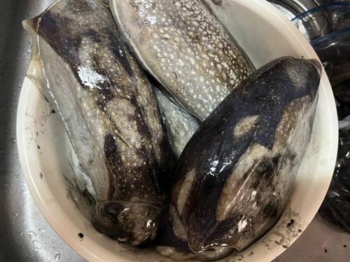 シリヤケイカの釣果