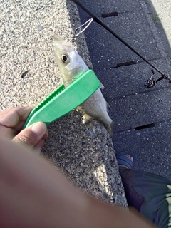セイゴ（ヒラスズキ）の釣果