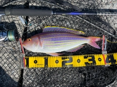イトヨリダイの釣果