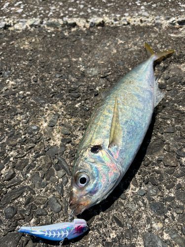 マルアジの釣果