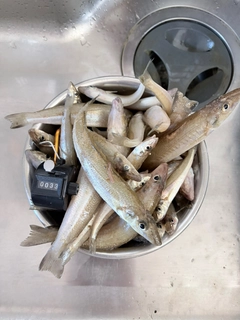 キスの釣果