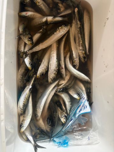 イワシの釣果